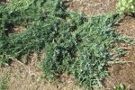 Juniper 'Blue Rug'