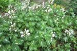 Lamium 'Pink Pewter'/ Dead Nettle