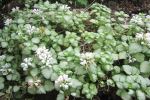 Lamium 'White Nancy' / Dead Nettle