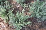 Lemon thyme