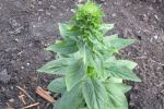 Lobelia ‘Blue Cardinal Flower’