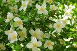 Mock Orange