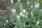 Obedient Plant