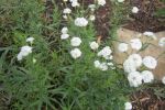Pearl Yarrow