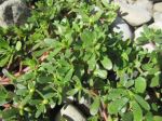 Purslane