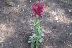 Red Fortune/Mexican Hyssop