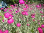 Rose campion