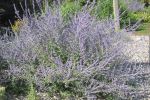 Russian Sage