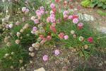 Sea Thrift