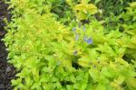Speedwell, Golden Creeping