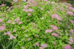 Spirea 'Gold Mound'