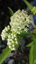 Swamp Milkweed 'Ice Ballet'