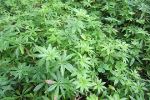 Sweet Woodruff