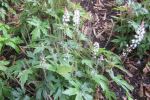 Tiarella/Foam Flower