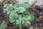 Water Avens