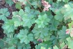 White cranesbill
