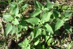 Wild Catnip