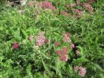 Yarrow, multiple varieties