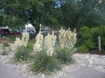 Yucca 'Adam's Needle'